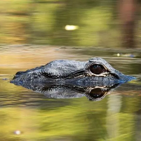 thumbnail for publication: Have you seen a skinny alligator in south Florida?